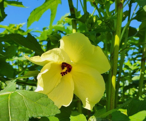 직접재배 금화규 꽃차 15g 20g 골드히비스커스 황금황금해바라기 식물성 콜라겐
